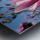 Pink Petals in Warm Light Metal print