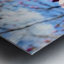 The Velvet Moment Between Bud and Bloom Metal print