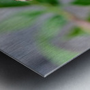 The Bee and the Purple Coneflower Metal print