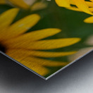 Bee A Black-Eyed Susan Secret Guest Metal print