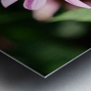 Coneflower and the Resting Wanderer Metal print