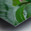 Stillness Amid the Spires of Echinacea Metal print