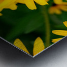 Black-Eyed Susans Dance Partner Metal print