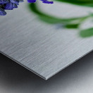 Just A Blue Salvia Buzzing Bee Metal print