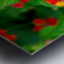 Color that Heals: The Medicinal Heart of Lantana Camara Metal print