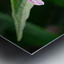 Duo at Dawn: Bees on the Coneflower’s Crown Impression metal