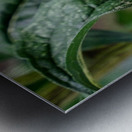 Dual Architects of Life on a Coneflower Stage Metal print