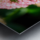  Sedum and the Messenger of Life Metal print