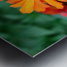 Orange You Royale King Zinnia Impression metal