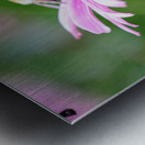 A Bumblebee’s Pause on Coneflower Impression metal