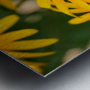 Bee One with Black-Eyed Susan Metal print