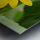 The Sunflower Keeps Time for Two Metal print