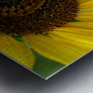 Bee Under the Sunflower:  The Architect of Harvest Metal print