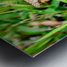 Buttery Butterfly as Omen of Calm Metal print