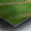 Smiling Happy Hopper on the Wild Silk Spine Metal print