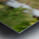 A Butterfly’s Pause Amid Sunfire Blooms Impression metal