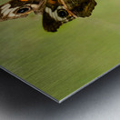 Buckeye Butterfly: Stillness Between Wingbeats Metal print