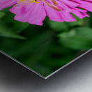 Buzzing Secrets of a Summer Queen Metal print