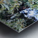 Acorn Awakening Impression metal