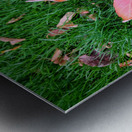 Leaf Me on the Grass Metal print