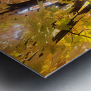 Golden Hour Tree Time 1A  Metal print