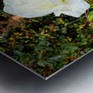 White Rose: Porcelain Breeze Metal print