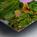 Impatiens: Soliloquy in Pink Metal print