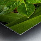 Twin Beauty & Symmetry Impression metal