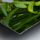 Green Rhythm Pink Pause Impression metal