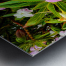 Impatiens: One Quiet Bloom Metal print