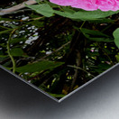 Wild Grace: The Rugosa Bloom Impression metal