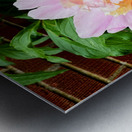 Raspberry Sundae: The Painter’s Peony Metal print