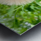 The Last Wishkeeper: Holding Dreams Before the Wind Metal print