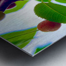 Ripening Moments Under Summer’s Veil Metal print