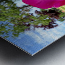 The Rose That Waits: Patience in Pink Metal print