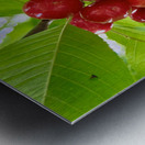 The Cherry Covenant: Nature’s Silent Promise Metal print