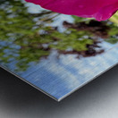 The Blush Before the Bloom Metal print