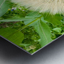 Prairie Starburst: A Prayer in Plant Form Metal print