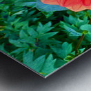 Dahlia Inferna: The Flame That Blossoms Metal print