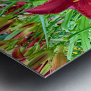 Royal Daylily Portrait Metal print