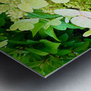  Pale Hydrangea Cluster Metal print