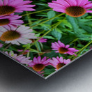 Field of Echinacea Dreams Metal print