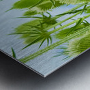 The Reach of Teasel Metal print