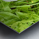 Bindweed Blossoms in the Grass Impression metal