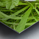 Paired in Bloom: Bindweed Duo Metal print