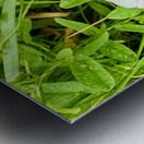 Bindweed Still Life in Nature Metal print