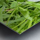 One Wild Bloom : Bindweed Focus Impression metal