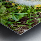 IMG 1757 Metal print