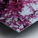  Redbud in Full Glory Metal print