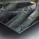 Natural Orchid 1 Metal print